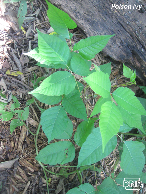 Identifying poison ivy and other poisonous plants | Iowa DNR